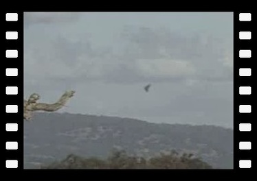 Australian UFO wave 20 (fake)