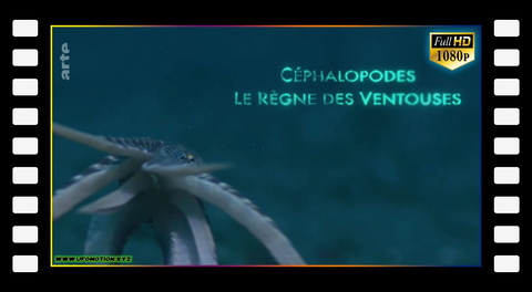 Céphalopodes : le règne des ventouses