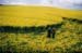 northdown2002d